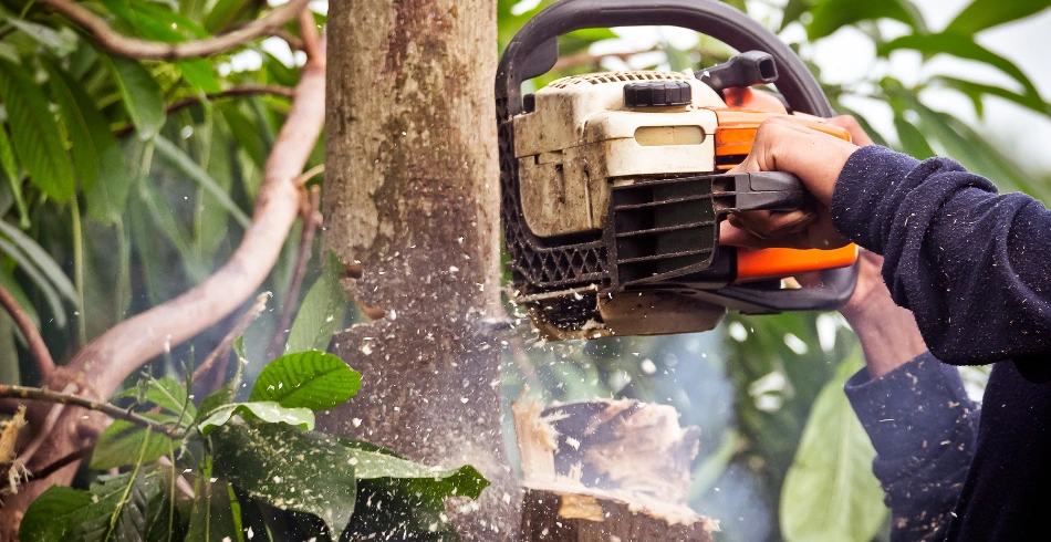 tree removal tree removal