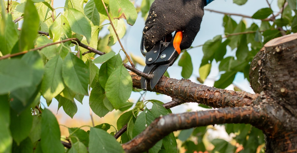 tree trimming